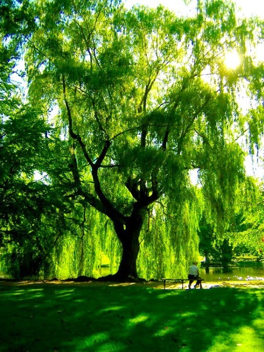 Lone tree near body of water willow HD wallpaper  Wallpaper Flare