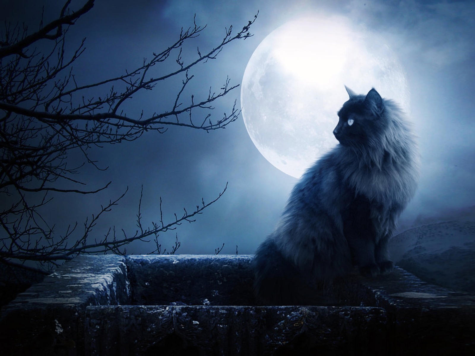 Cat In The Night HD Wallpaper Full Size