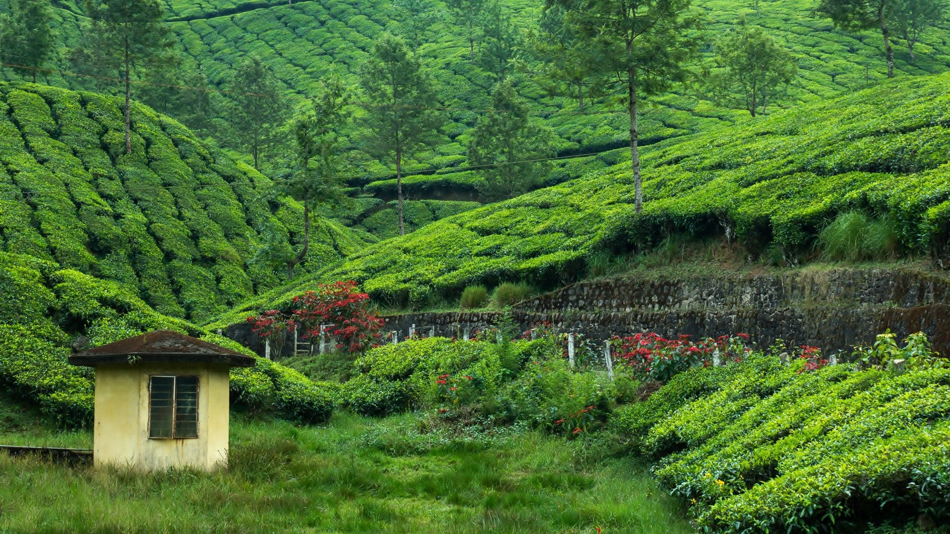 Tea Plantation HD Wallpaper Background Image