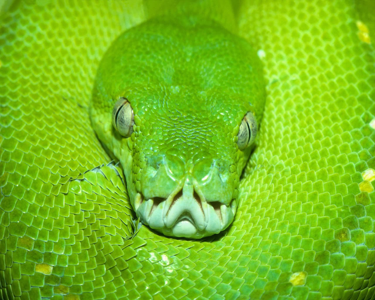 Green Tree Python Wallpaper HD