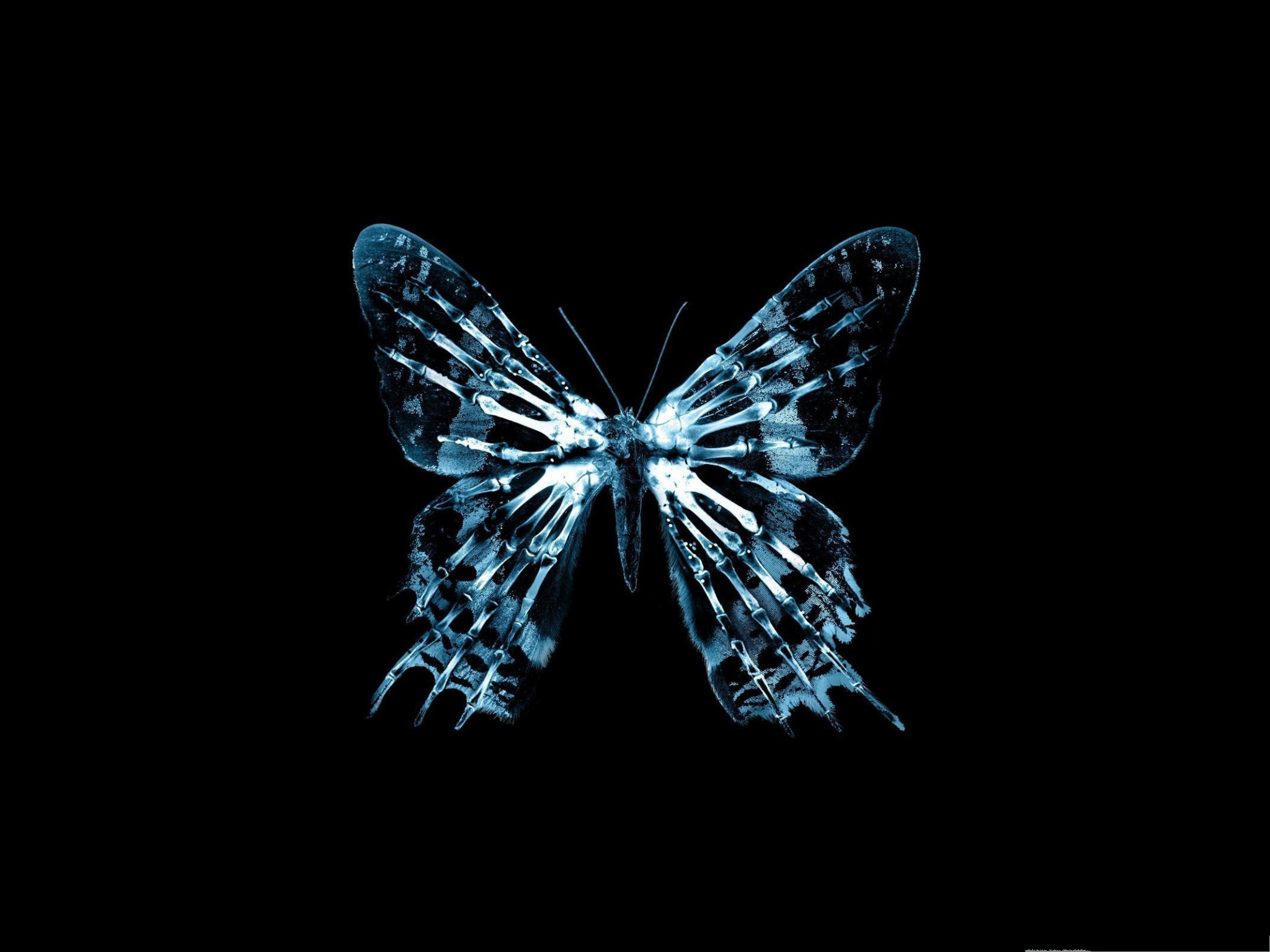 Free Wallpaper for Computer Butterfly X Ray on Dark Background