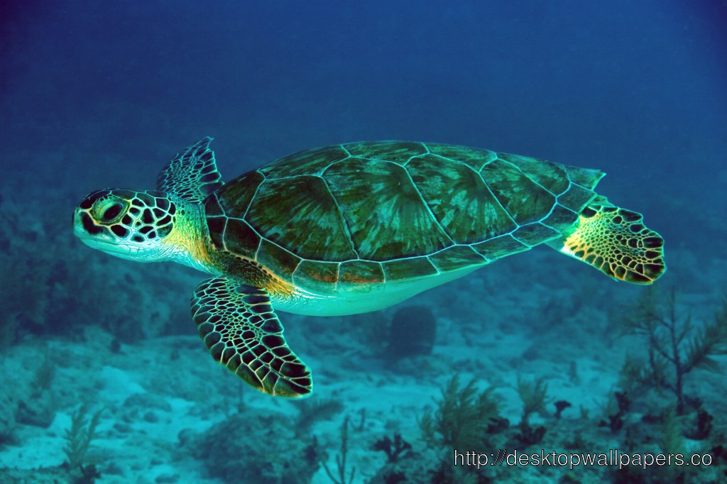 Chelonia Mydas Sea Turtle Wallpaperdesktop Wallpaper