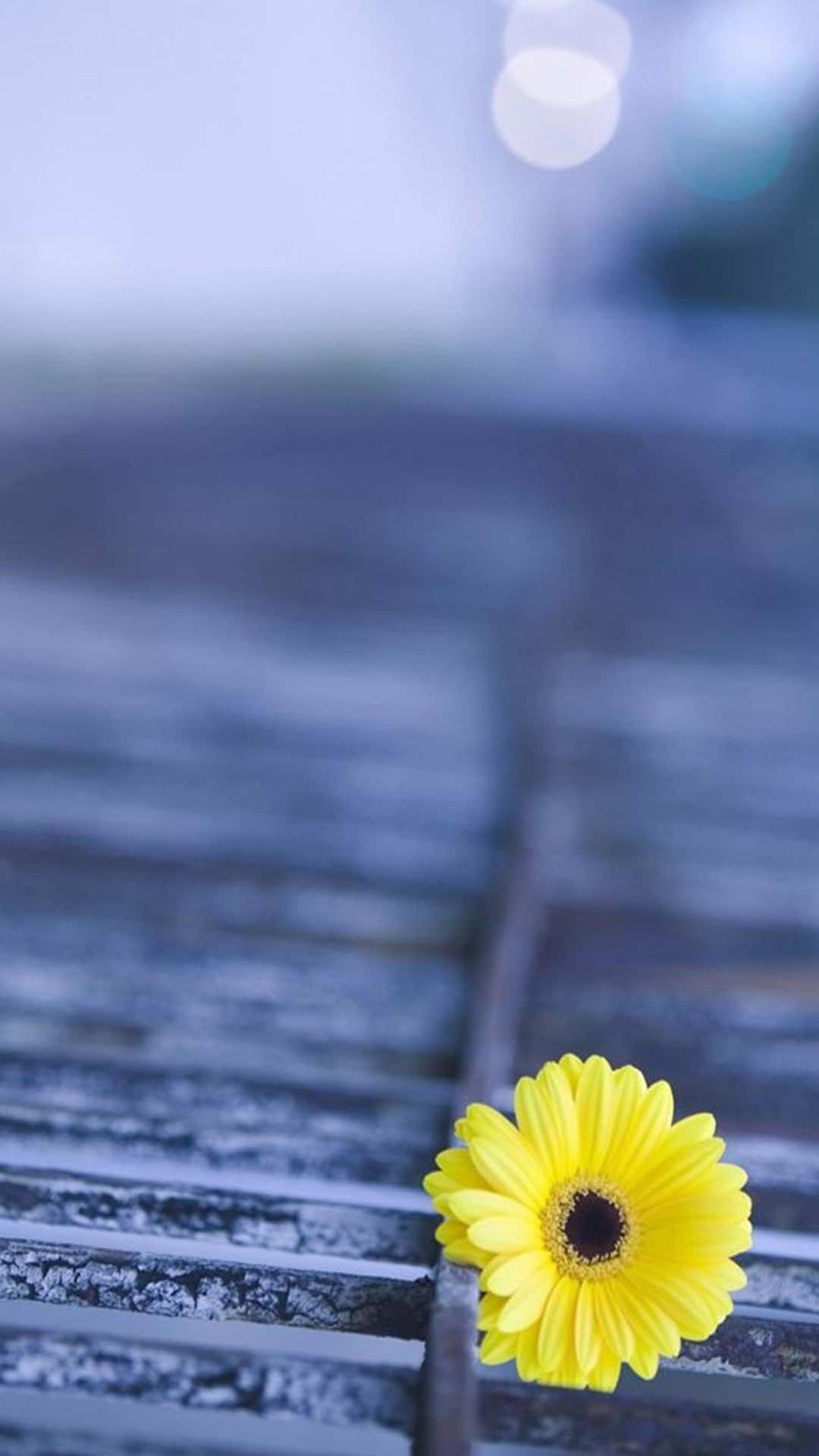 Mobile Wallpaper In HD