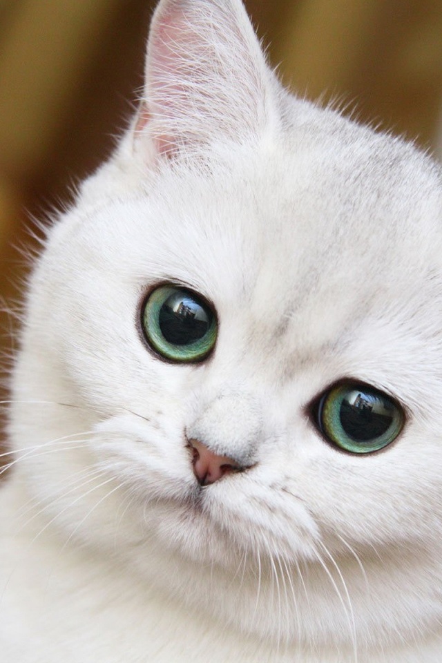 Cute White Cat Close Up iPhone Wallpaper