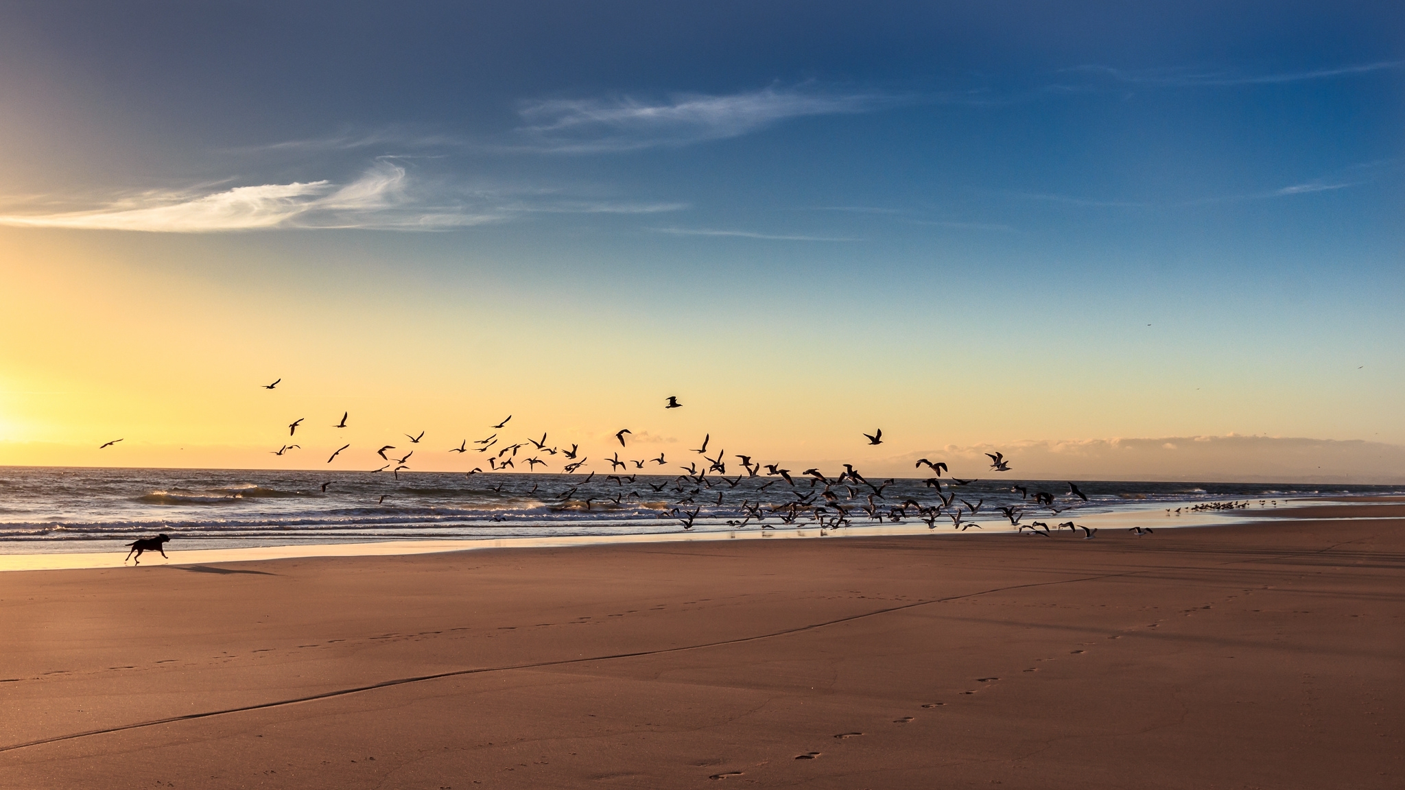 Dog Chasing Birds On The Beach Wallpaper And Image