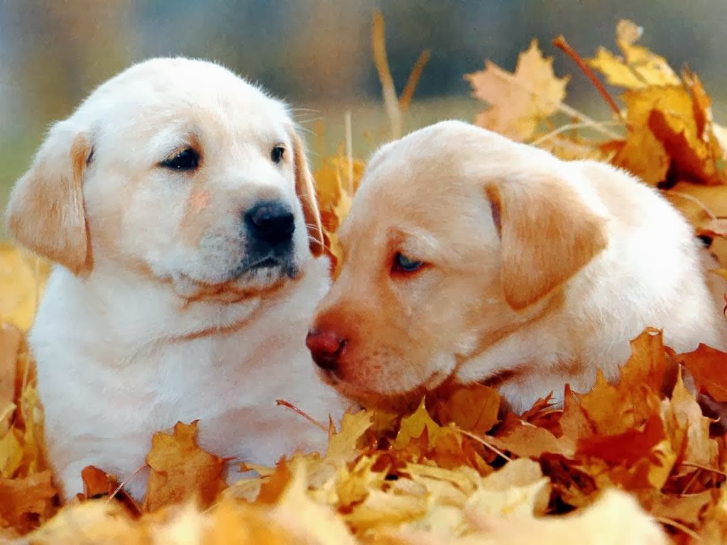 Cute Black Puppy And Autumn Leaves Widescreen Beautiful Desktop