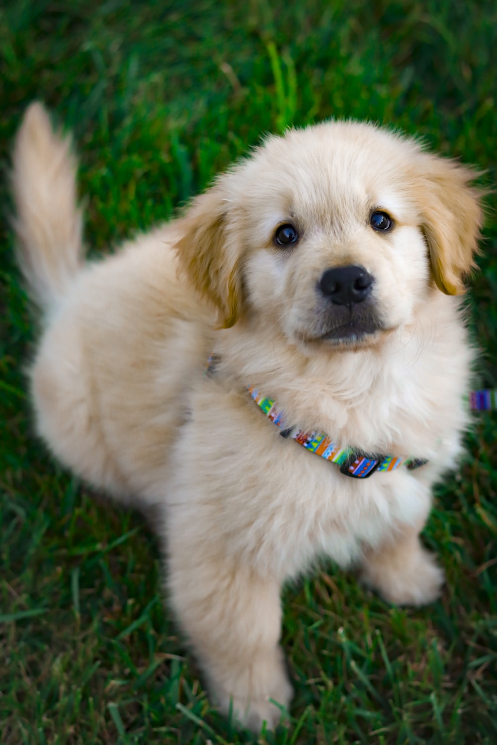 Free download Puppy Wallpapers Free HD Download [500 HQ ...