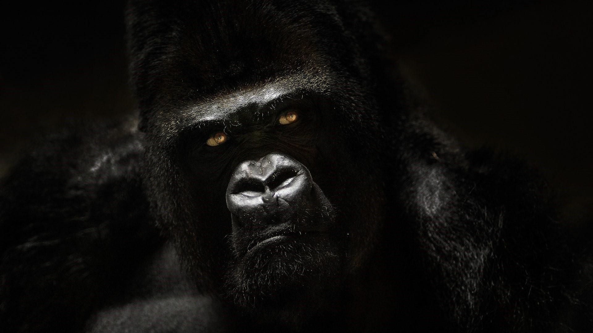 Gorilla Wallpaper