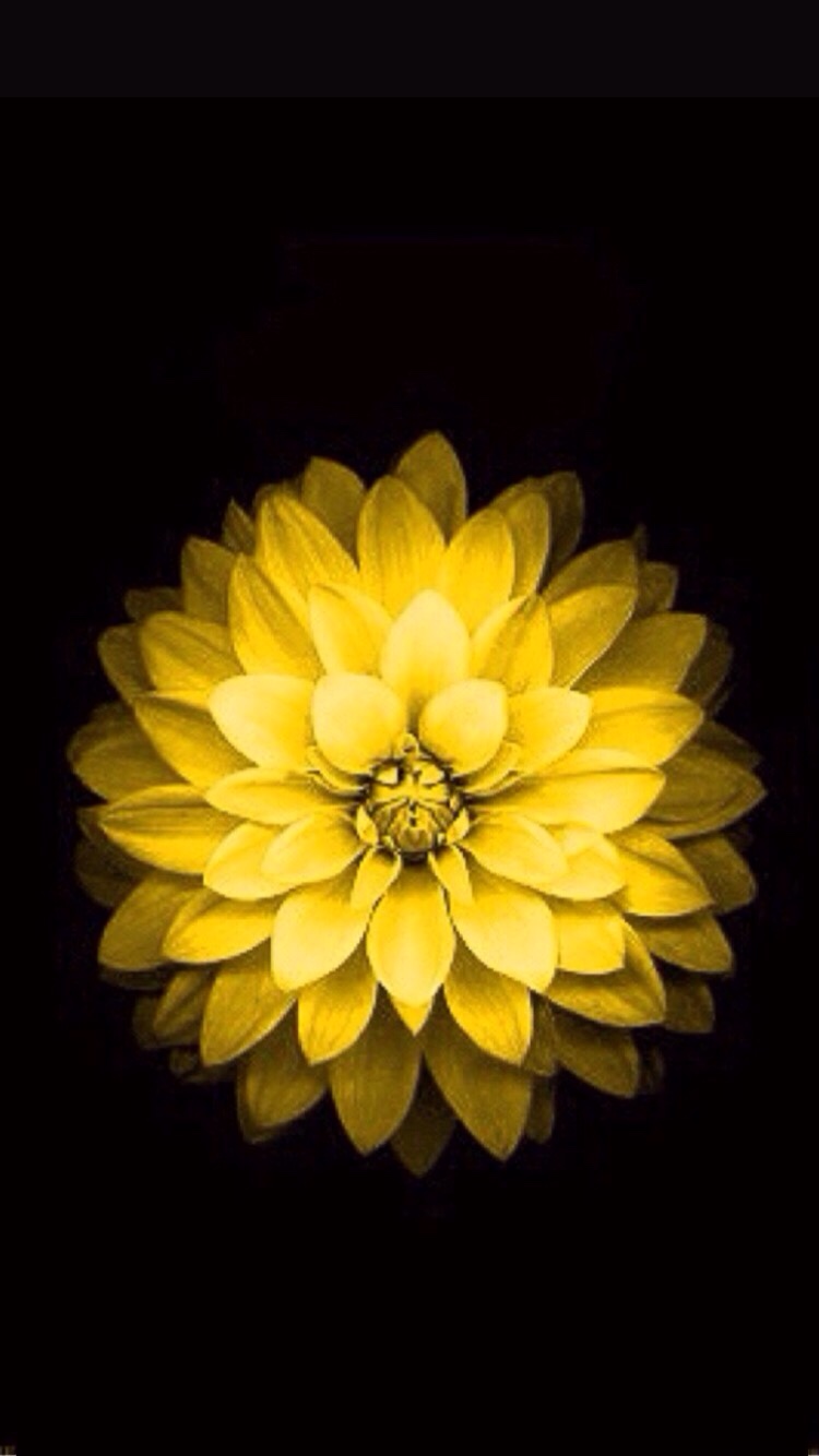 Can I Find The Yellow Flower Wallpaper For iPhone