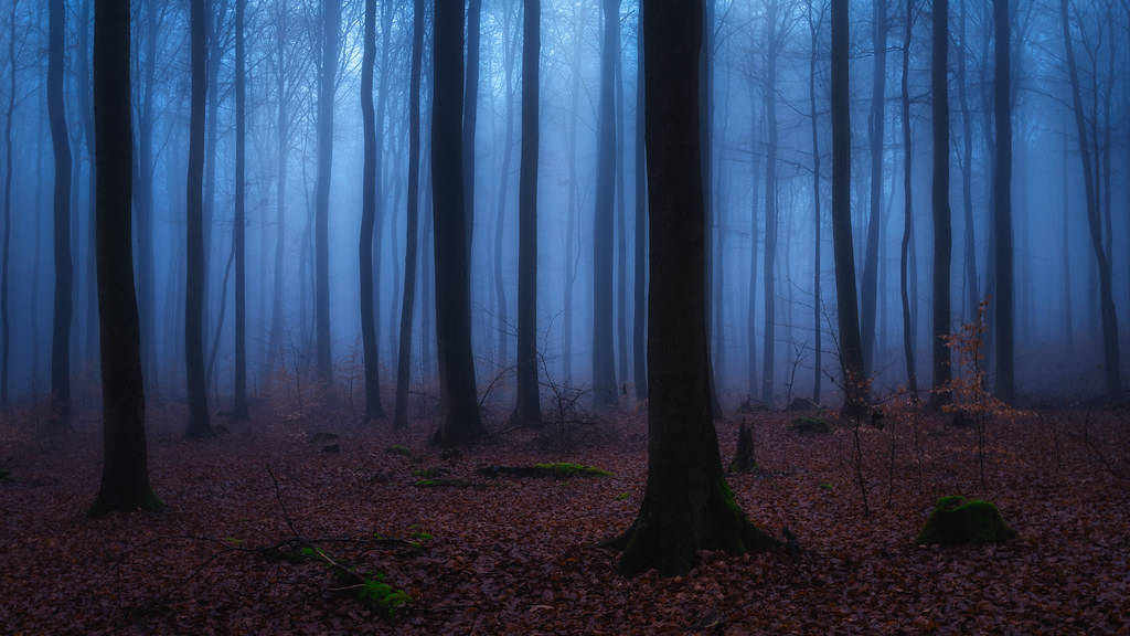 Mystical Forest Wallpaper