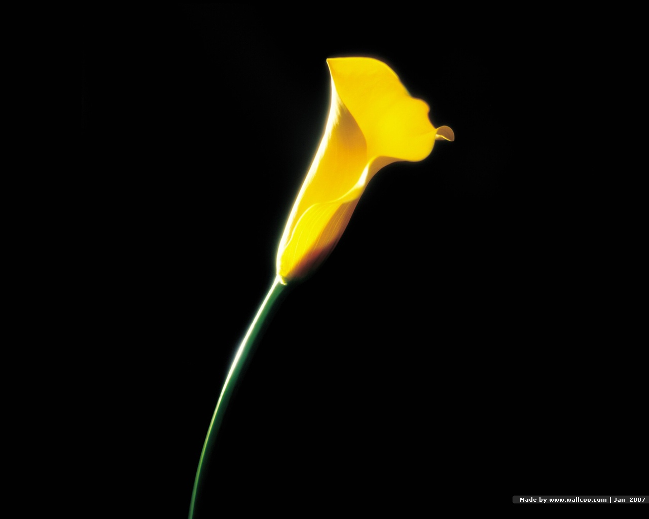 Calla Lily In Dark Is A Great Wallpaper For Your Puter Desktop