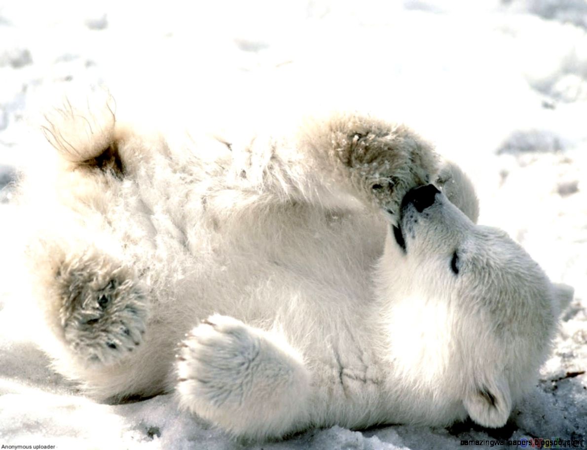 Really Cute Baby Polar Bears Amazing Wallpaper