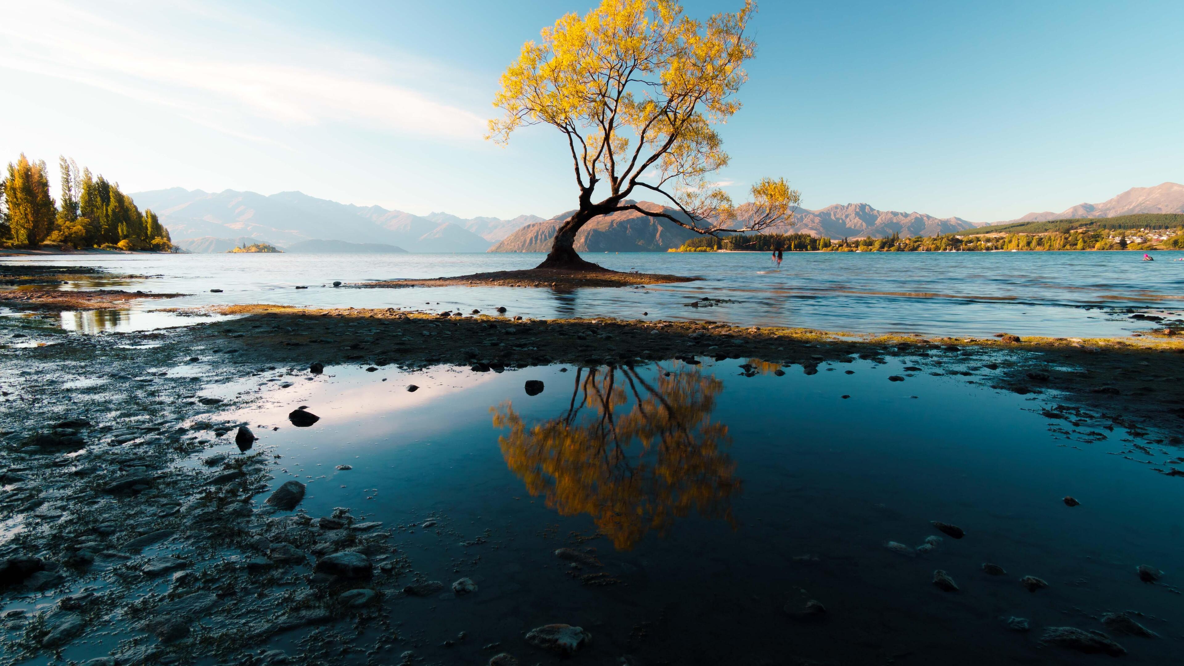 Autumn Tree 5k 4k HD Wallpaper Image