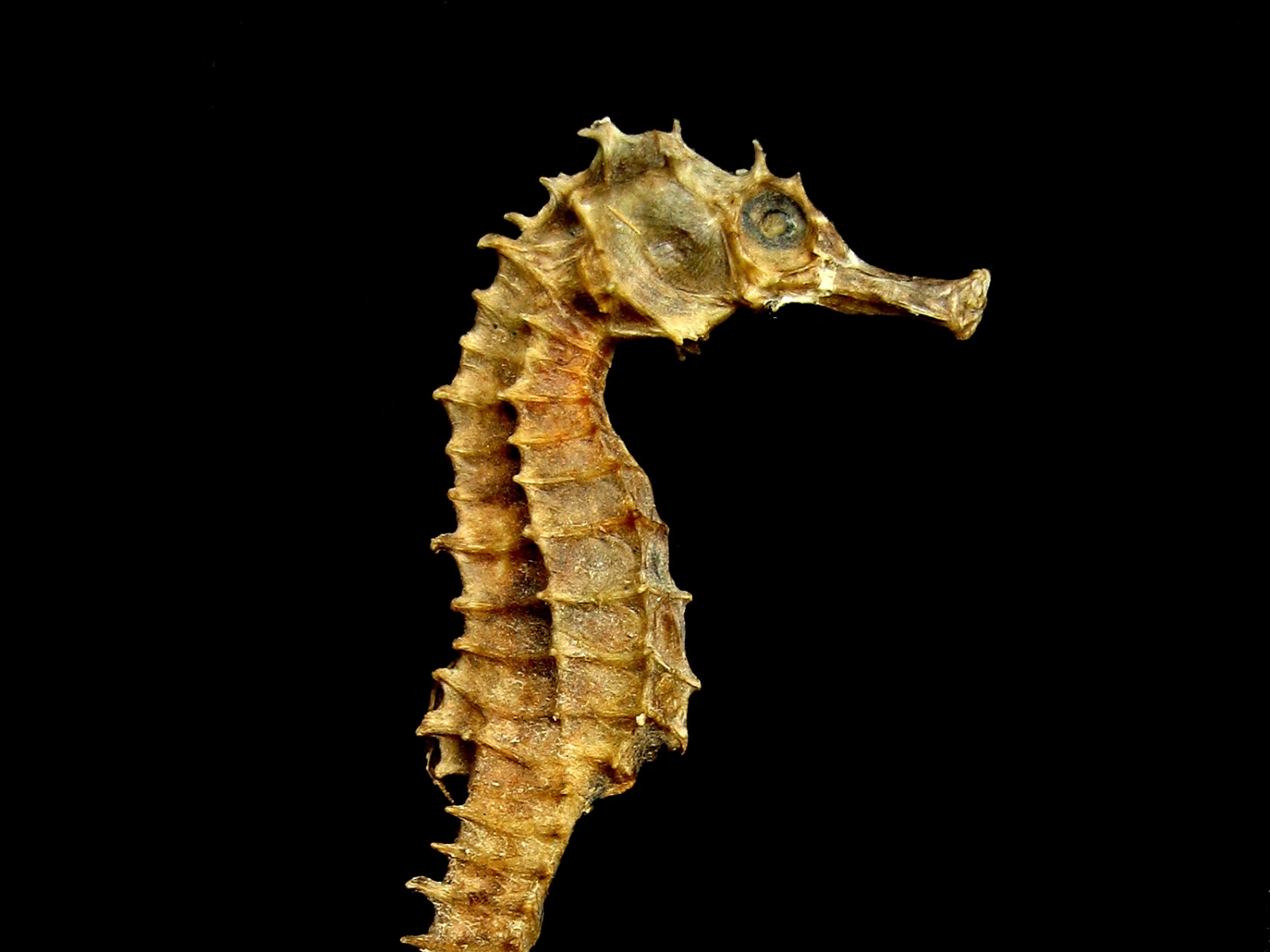 Wallpaper Skeletons Seahorses