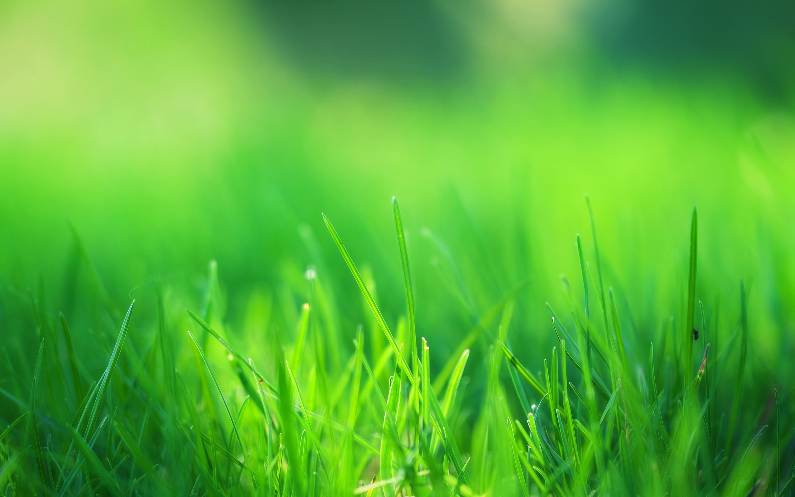 Green Grass Field Wallpaper HD
