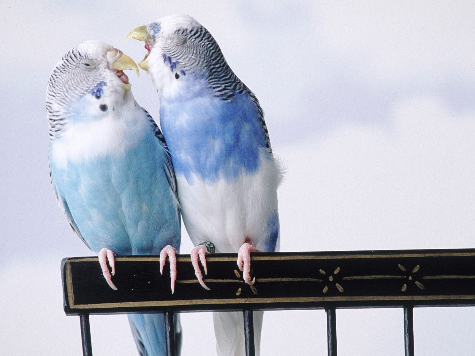 Animals Cantankerous Parakeets Desktop Wallpaper Nr