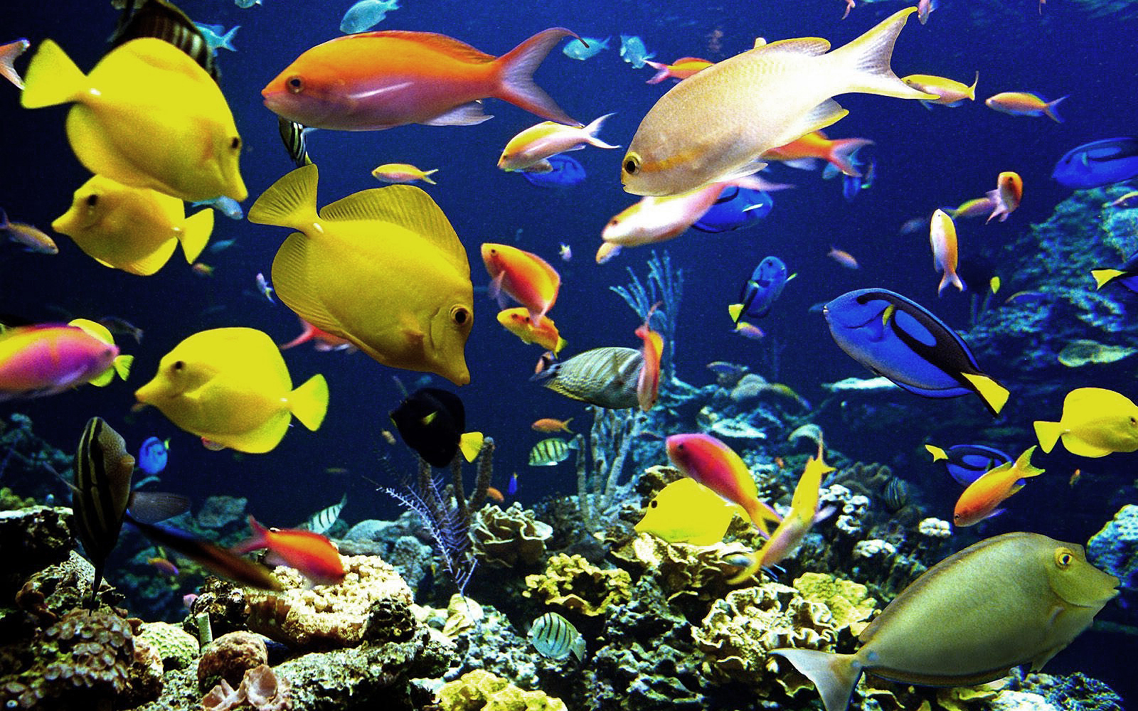 Diverse Kleuren Tropische Vissen Bureaublad Achtergronden