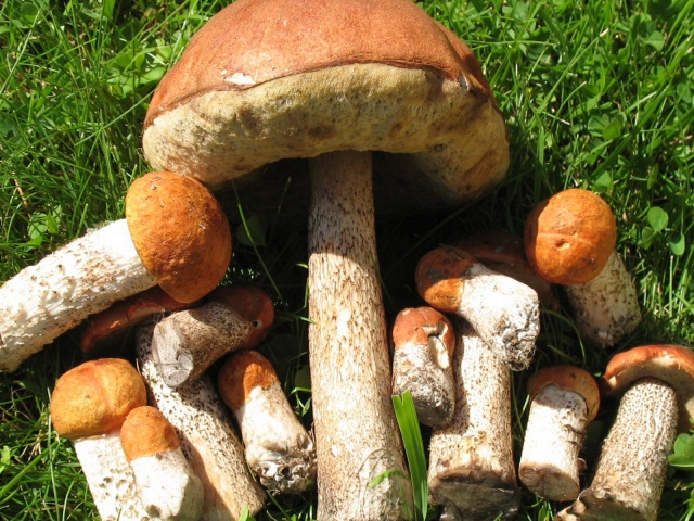 Edible Mushrooms Wallpaper And Image Pictures Photos
