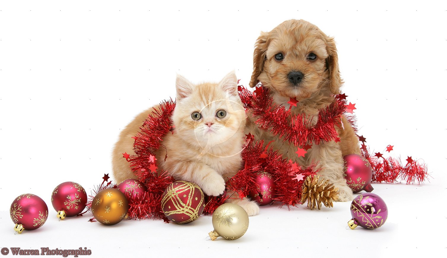 Cute Christmas Kittens And Puppies 9683 Hd Wallpapers in Celebrations