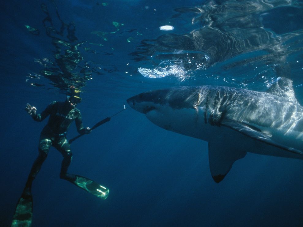 Great White Shark and Diver 989x742