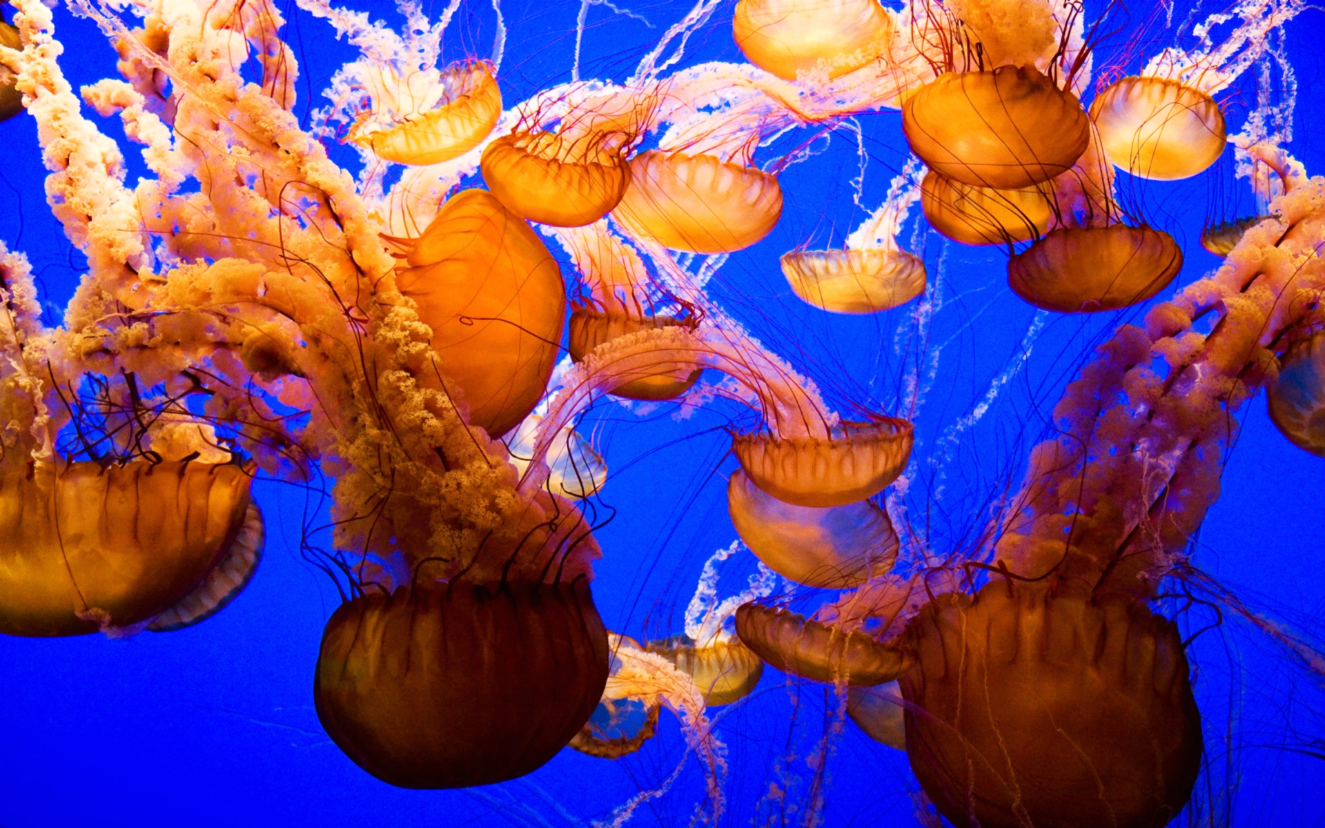 Golden Jellyfish Wallpaper For iPhone