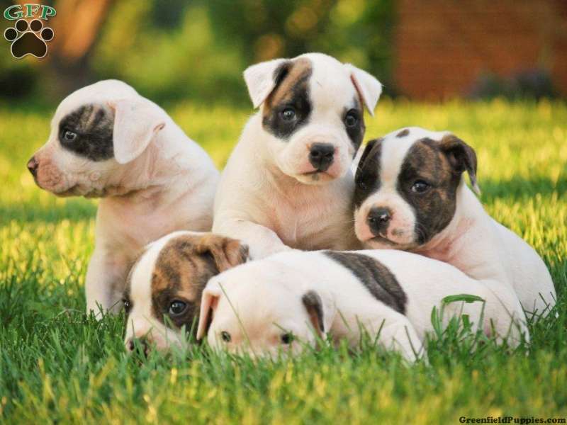 Bulldog Puppies Wallpaper American Puppy