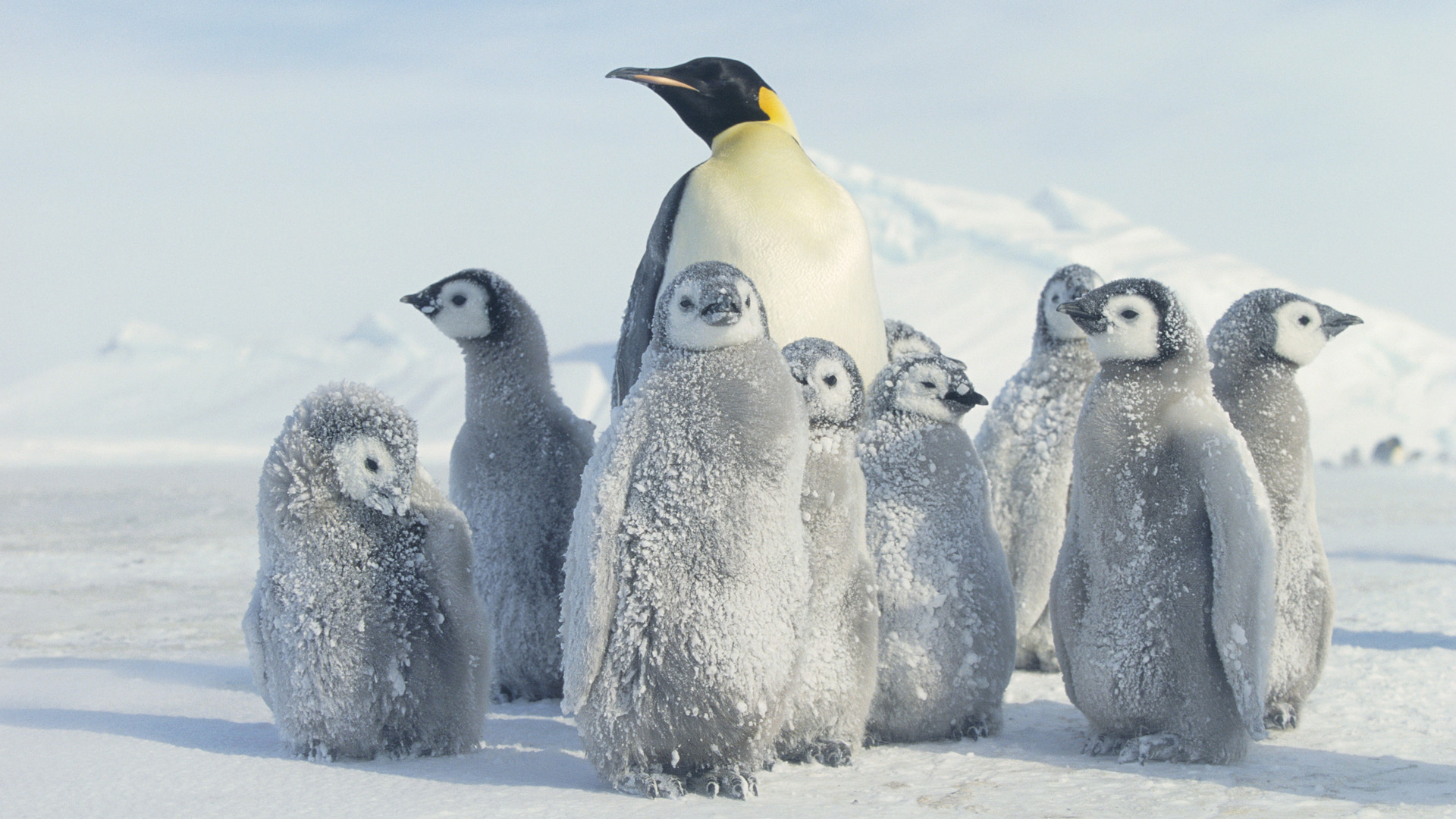 Baby Emperor Penguins HD Wallpaper Background Image