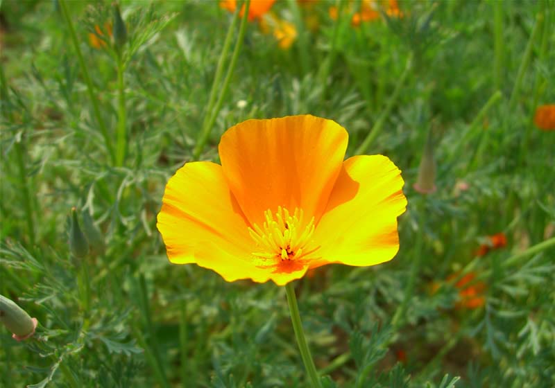 California Poppy Flowers Pictures