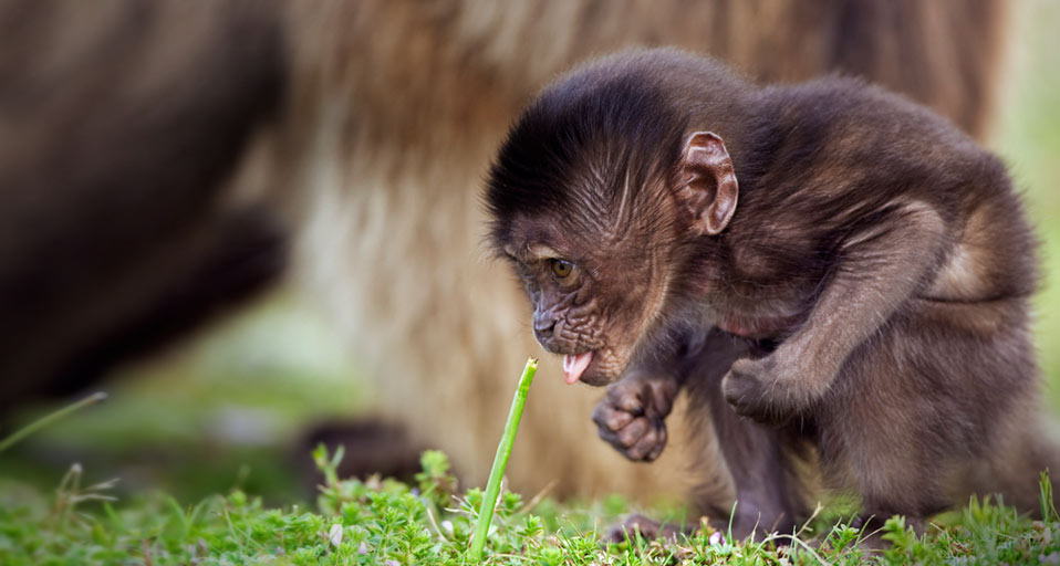 Baby Baboon Infant Gelada In Simien Mountains