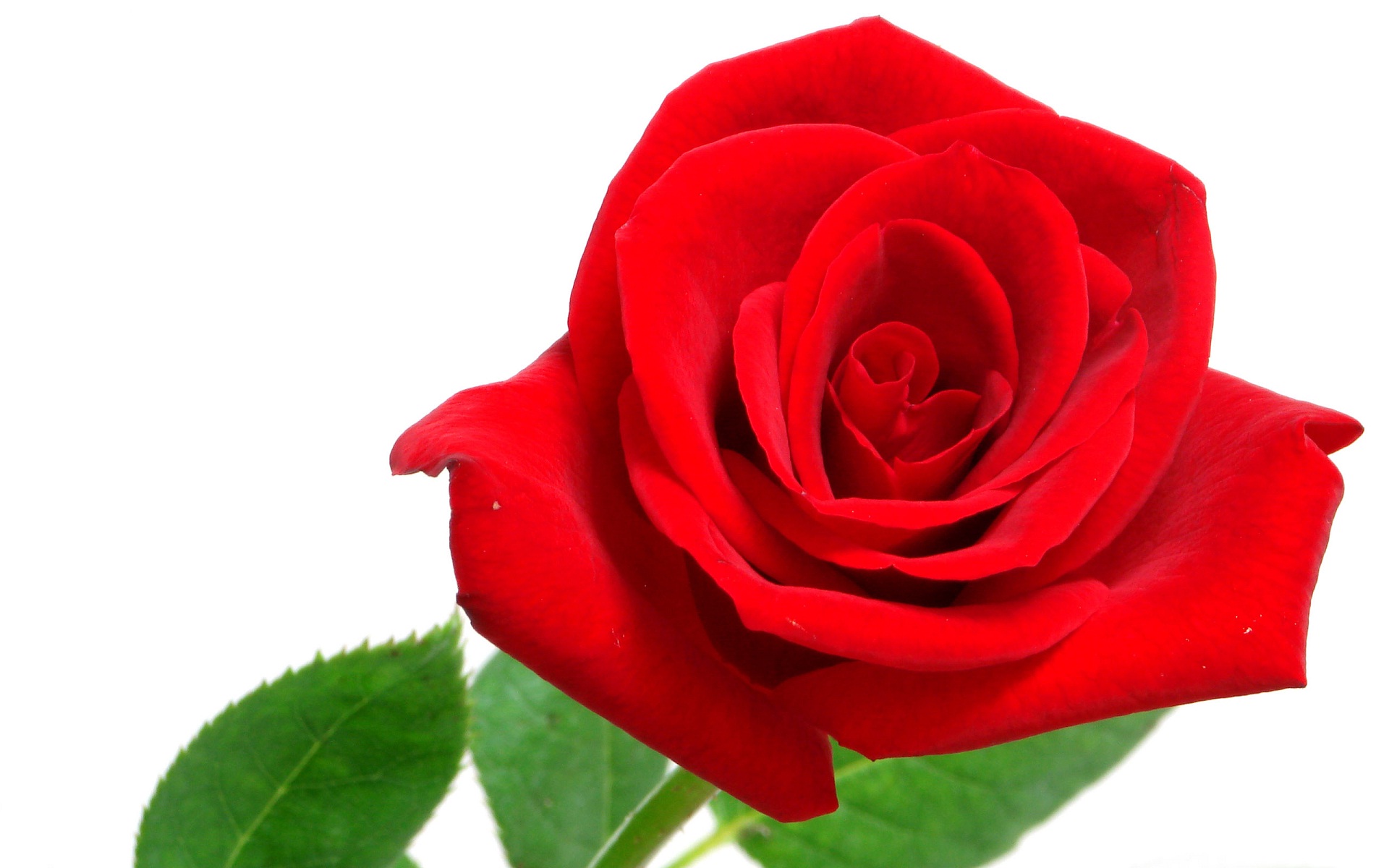 Red rose on white background wide HD Wallpapers Rocks