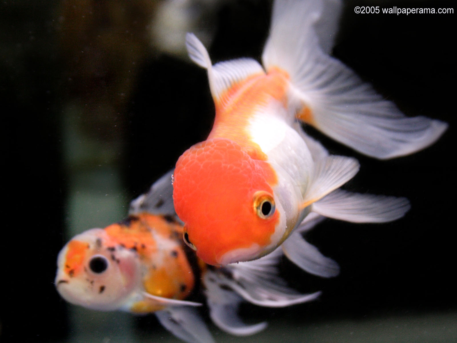 HD Wallpaper Goldfish In Water Desktop X Galaxy S
