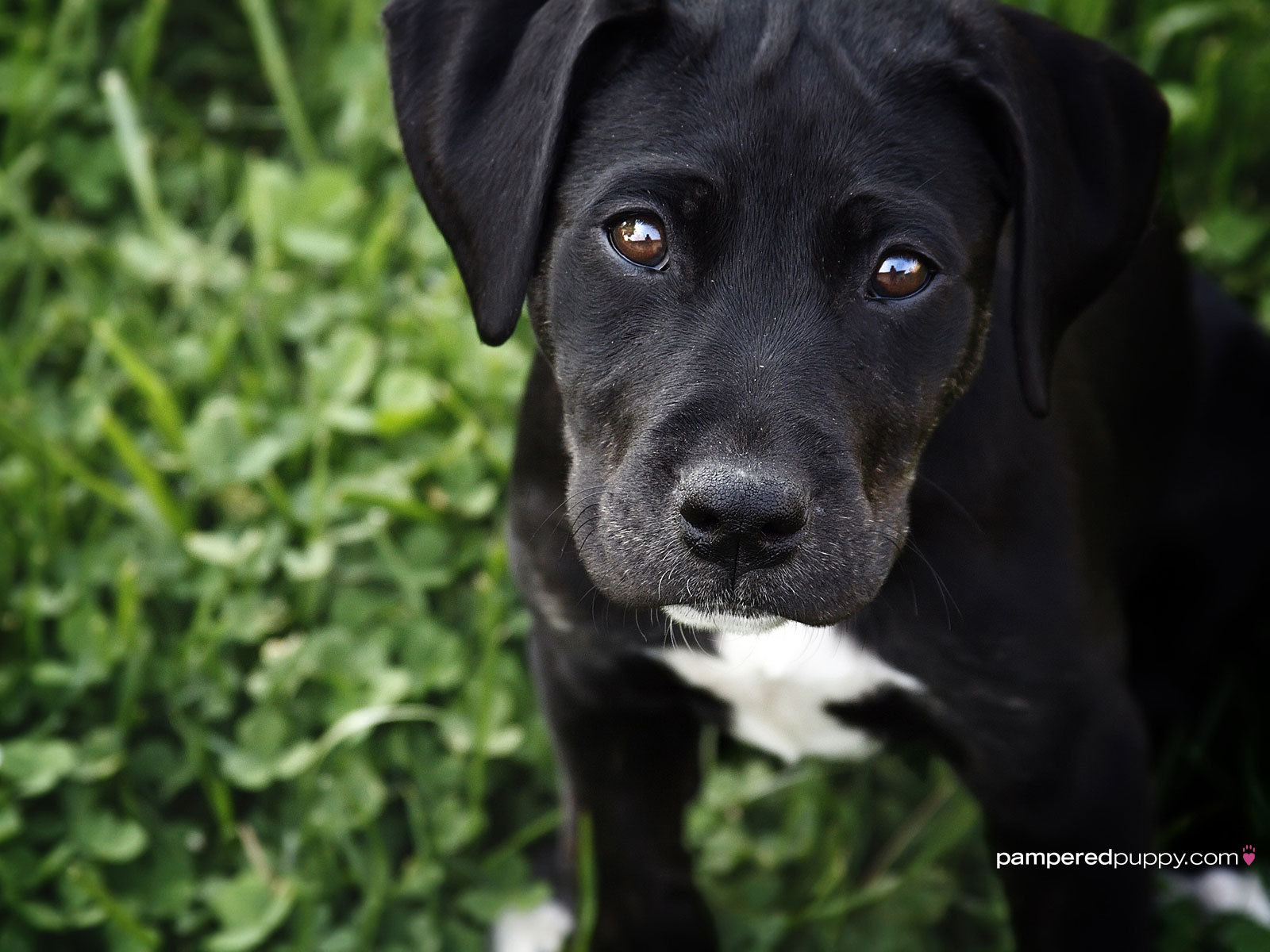 Black Labrador Retriever Puppy Dogs Wallpaper