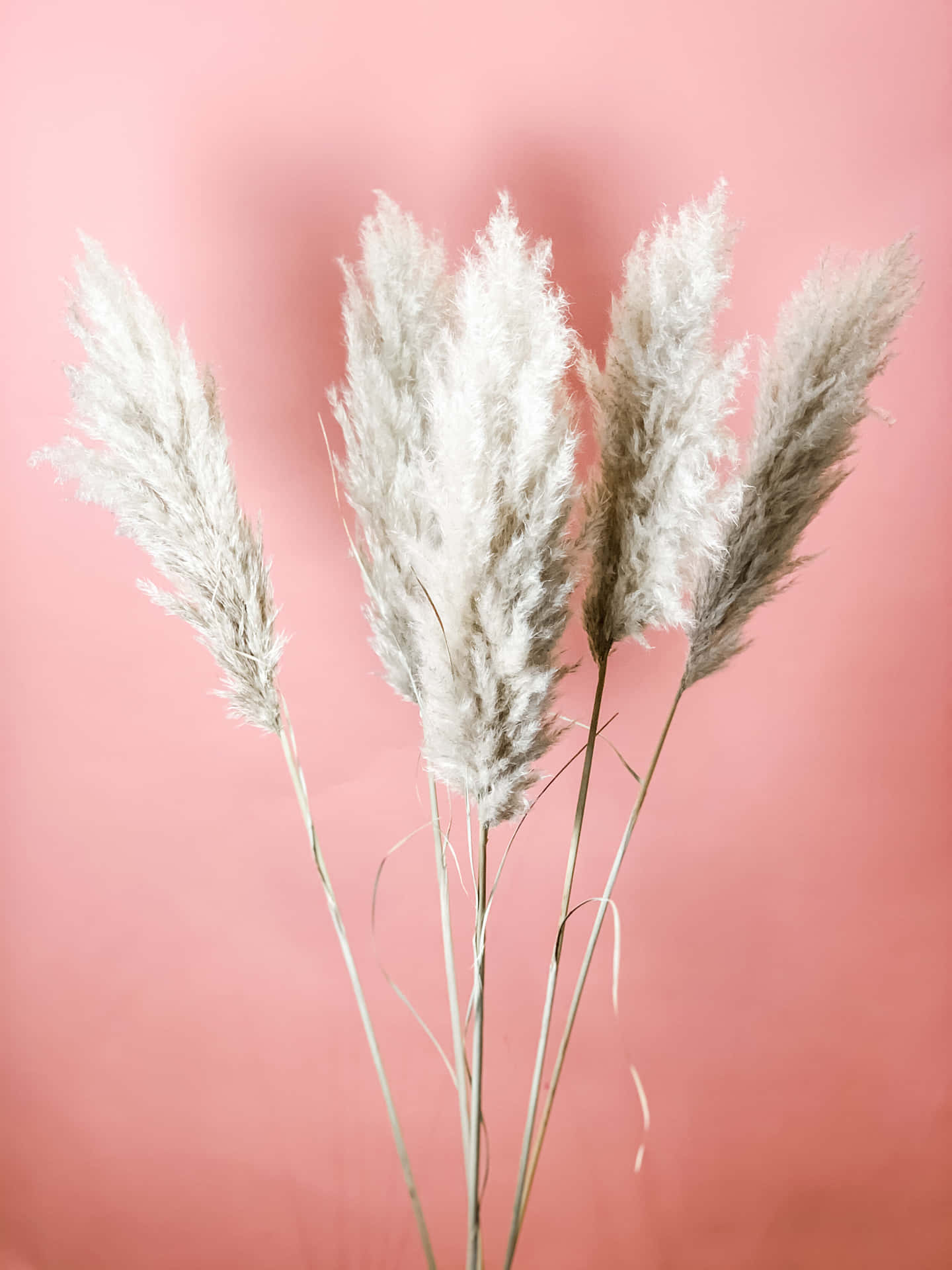 Shadow Of Pampas Grass Background Wallpaper