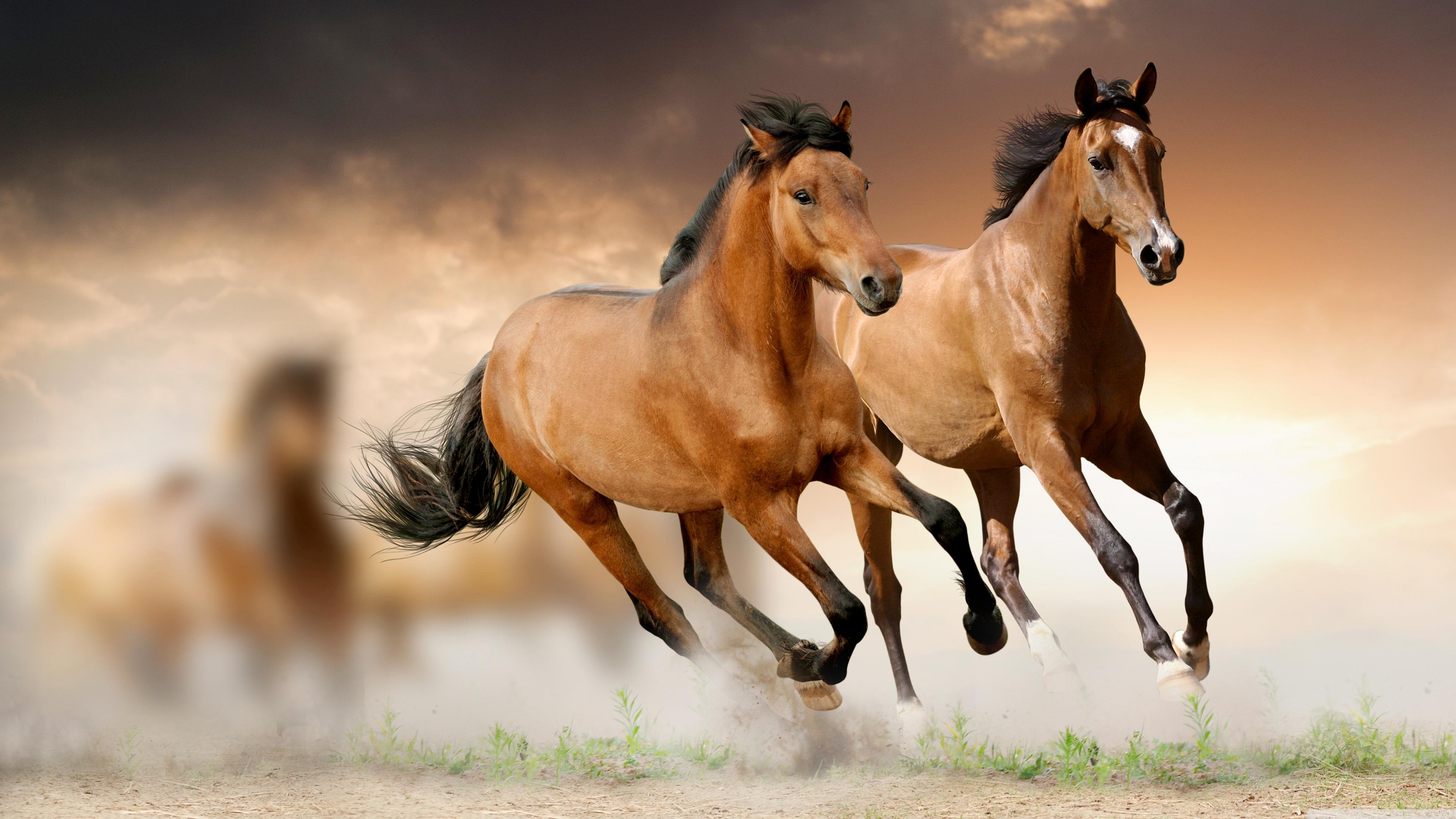 Horses Running Ultra HD Desktop Background Wallpaper for 4K UHD TV