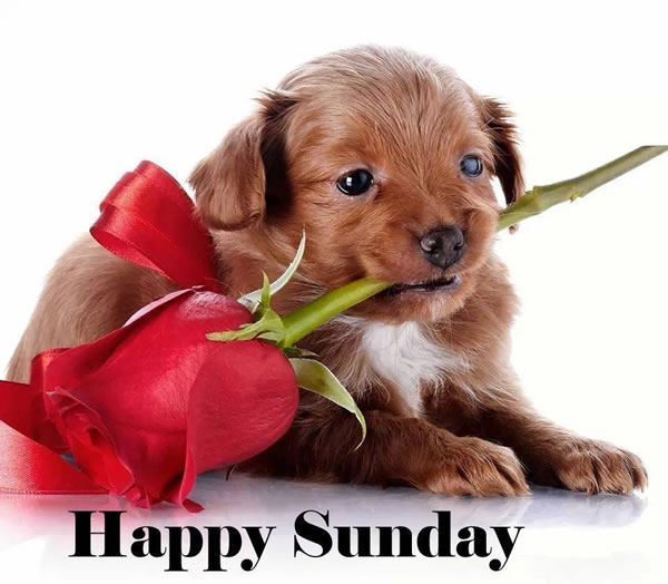 Happy Sunday You Can Easily And Wish Your Friends