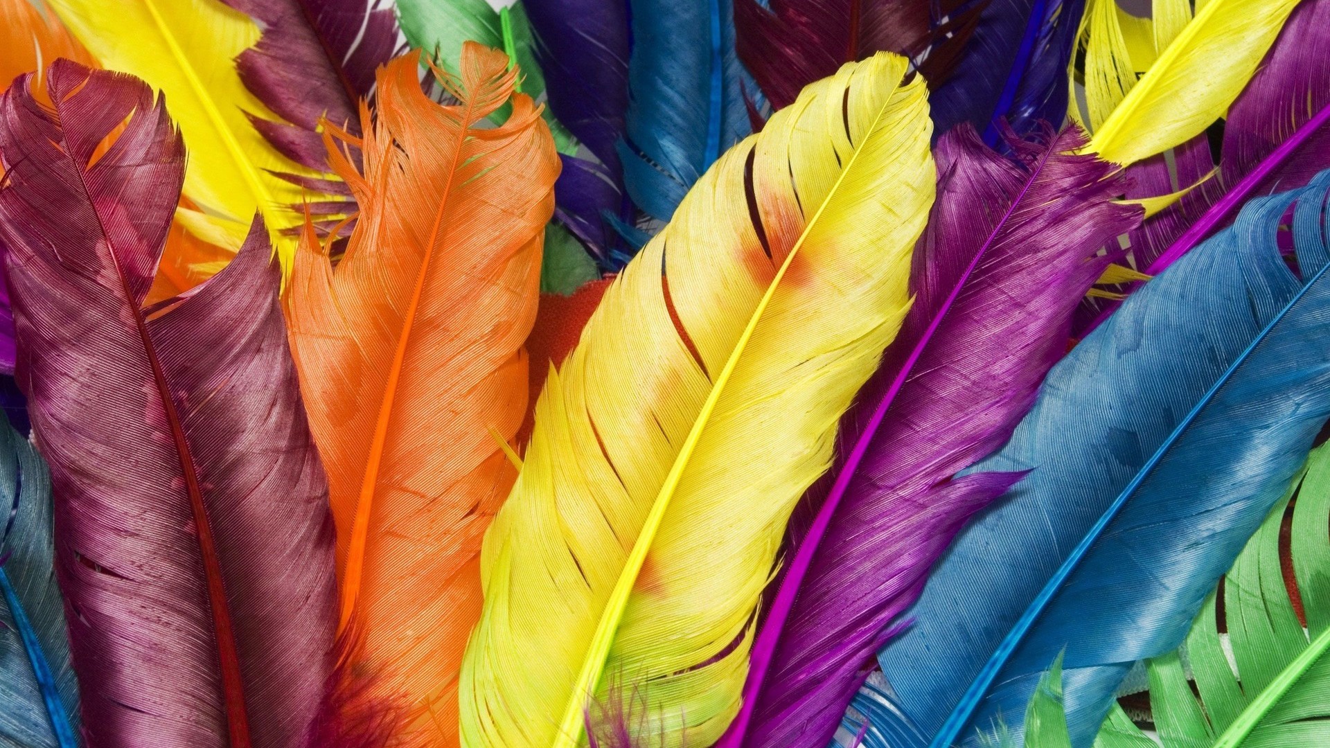 Beautiful Colorful Feathers Parrot Birds