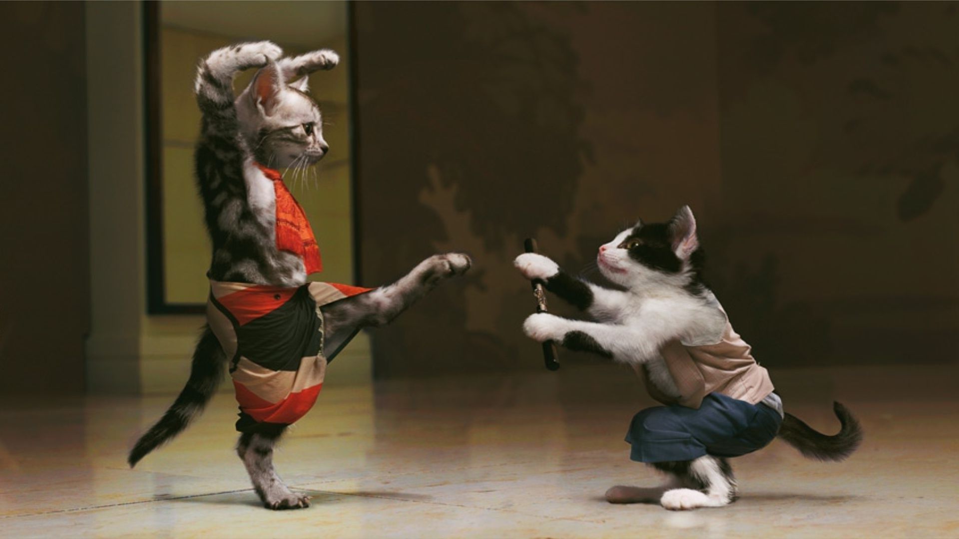 Karate kittens wallpaper 14688