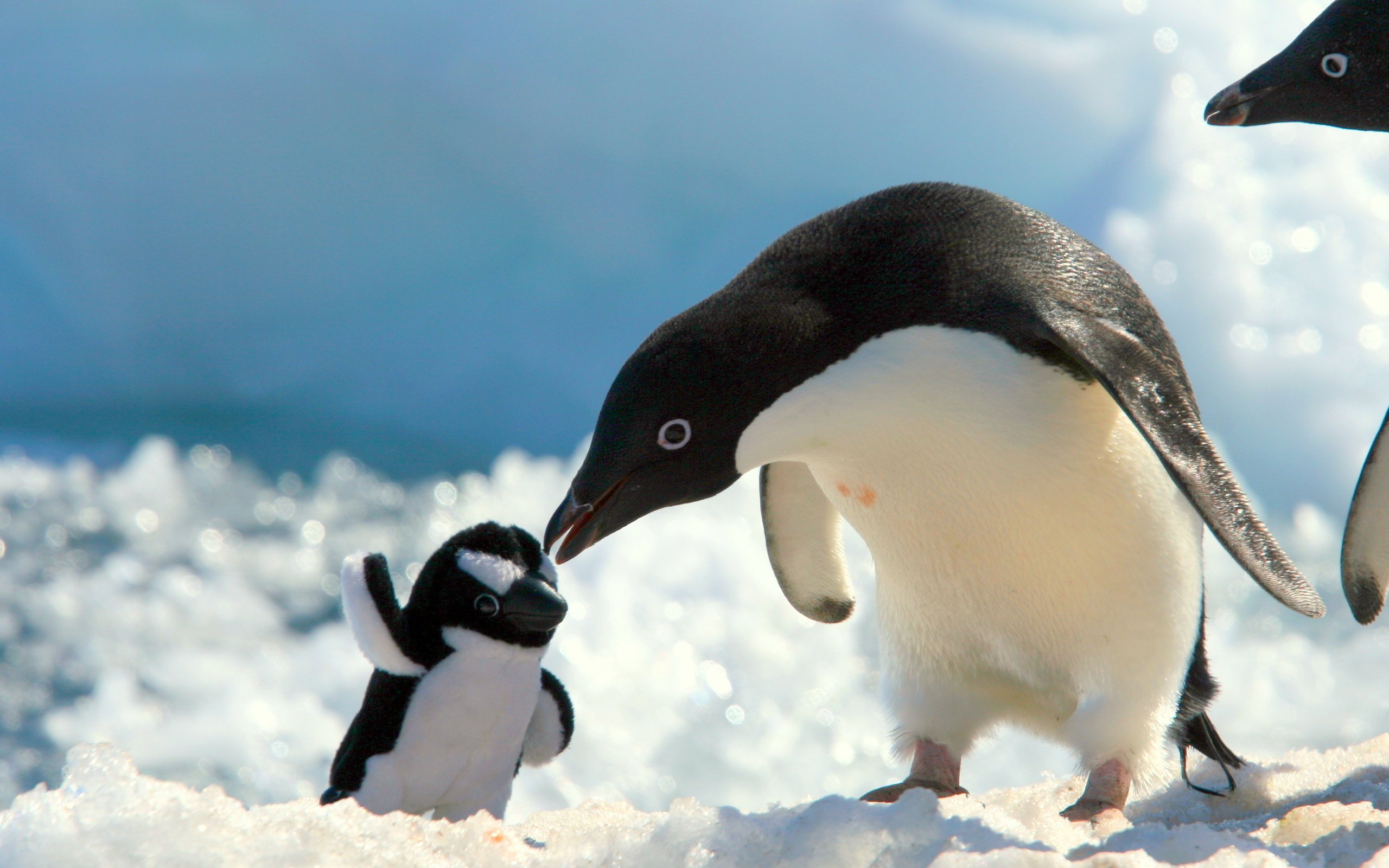 Baby Penguin Desktop Background Wallpaper