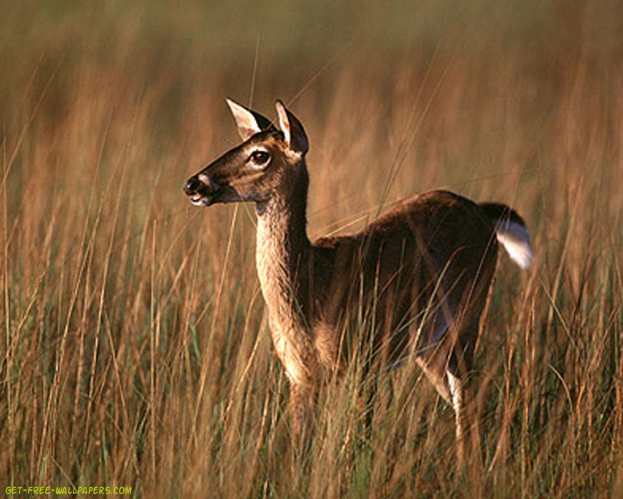 HD Animal Wallpaper Deer