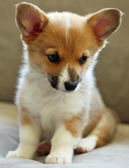Chewie The Pembroke Welsh Corgi Puppies Daily Puppy