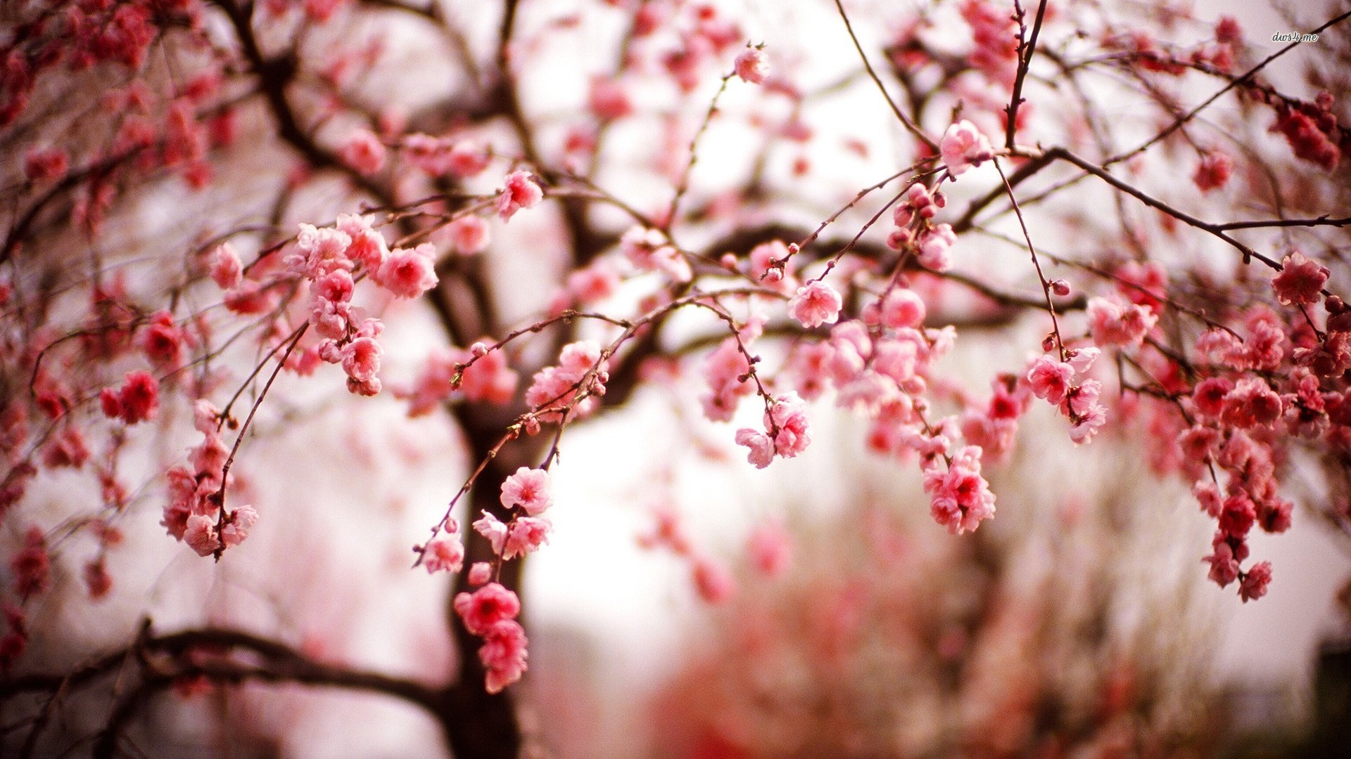 Cherry Blossom Tree Desktop HD Wallpaper Walops