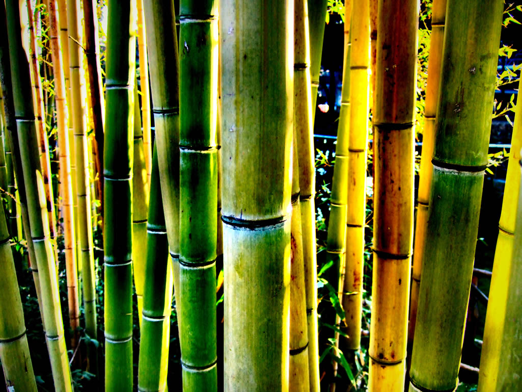 Wallpaper Bamboo Lilz Eu Tattoo De