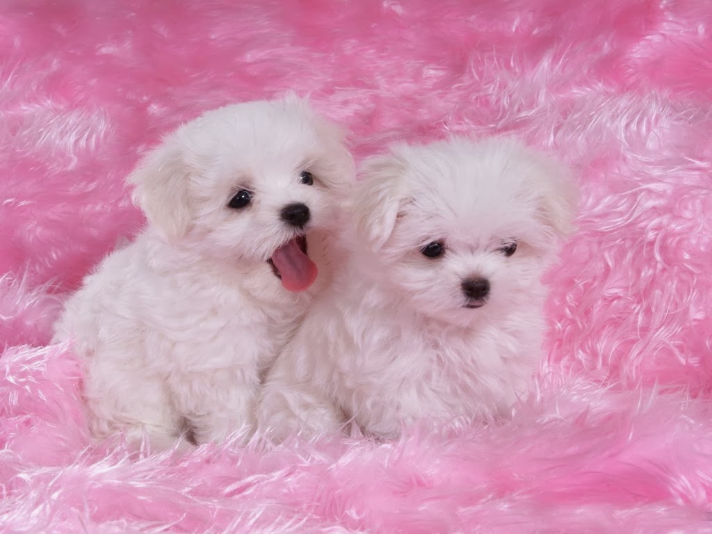 Animal Pink Wallpaper In High Resolution For Get