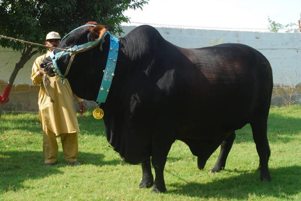 Biggest Cow Pakistan