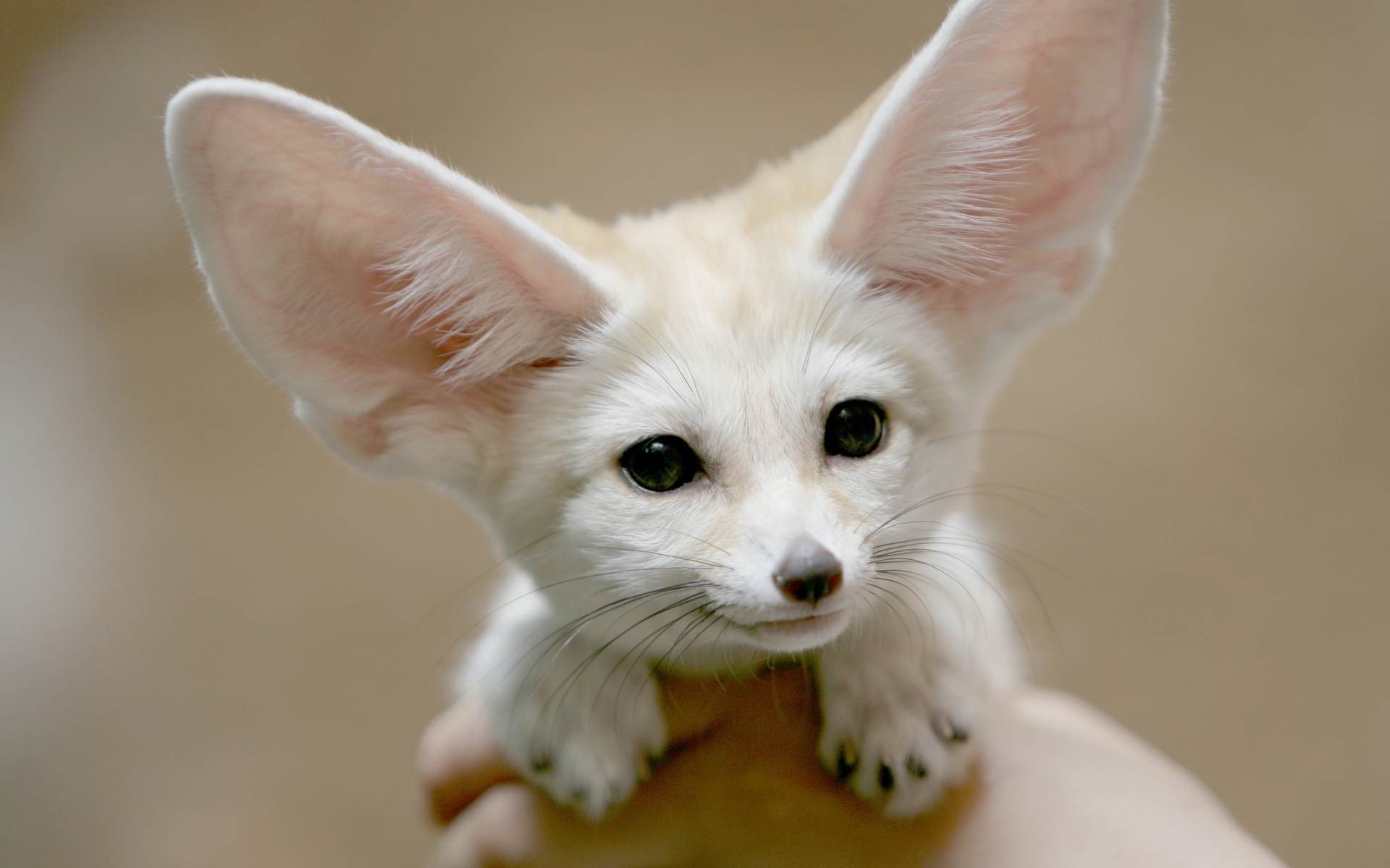 Fennec Fox Animal Wallpaper Share This Awesome Background On