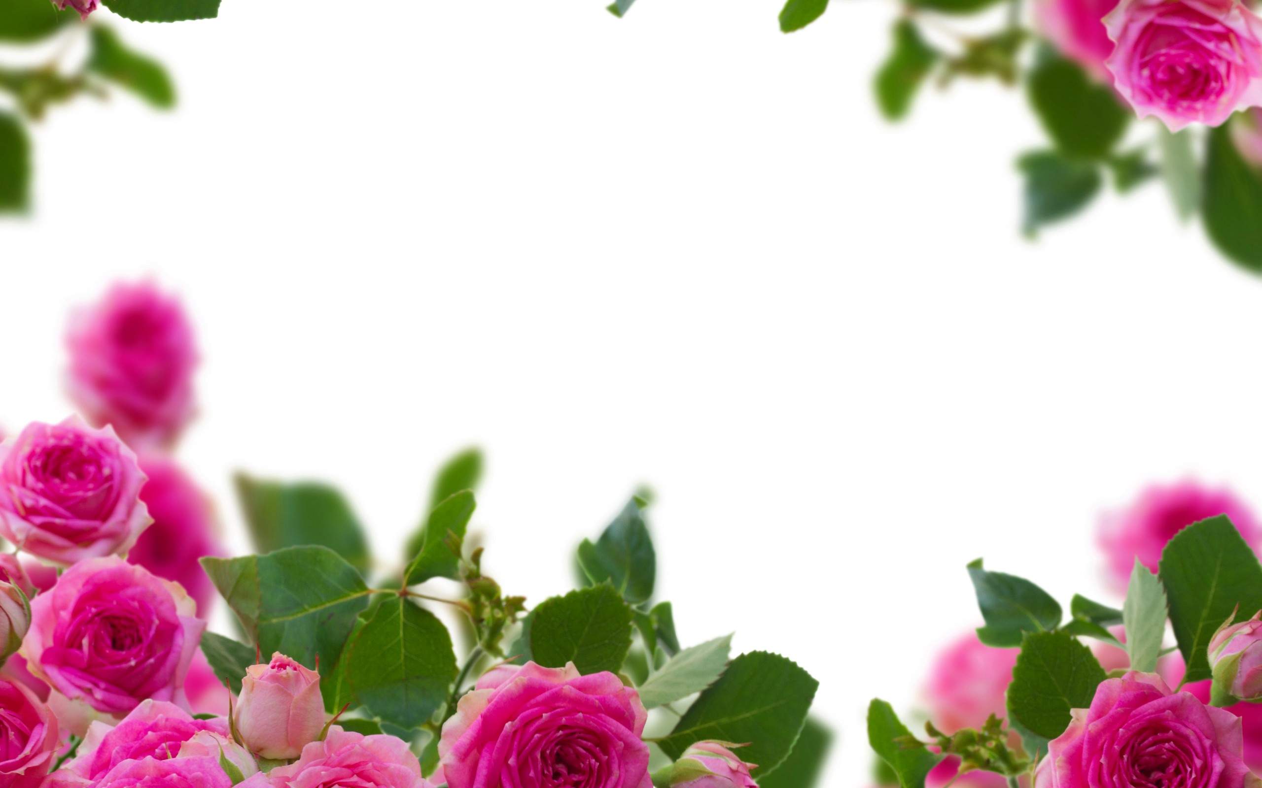 Pink Roses Background Wallpaper