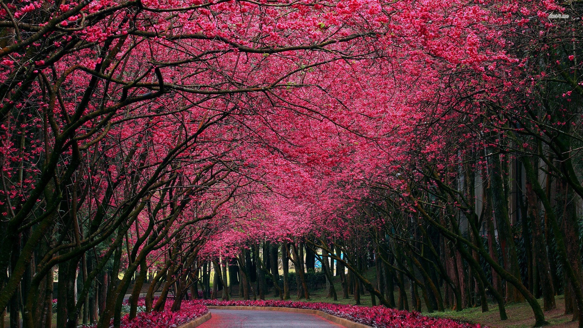 Alley Under The Pink Trees Wallpaper Nature