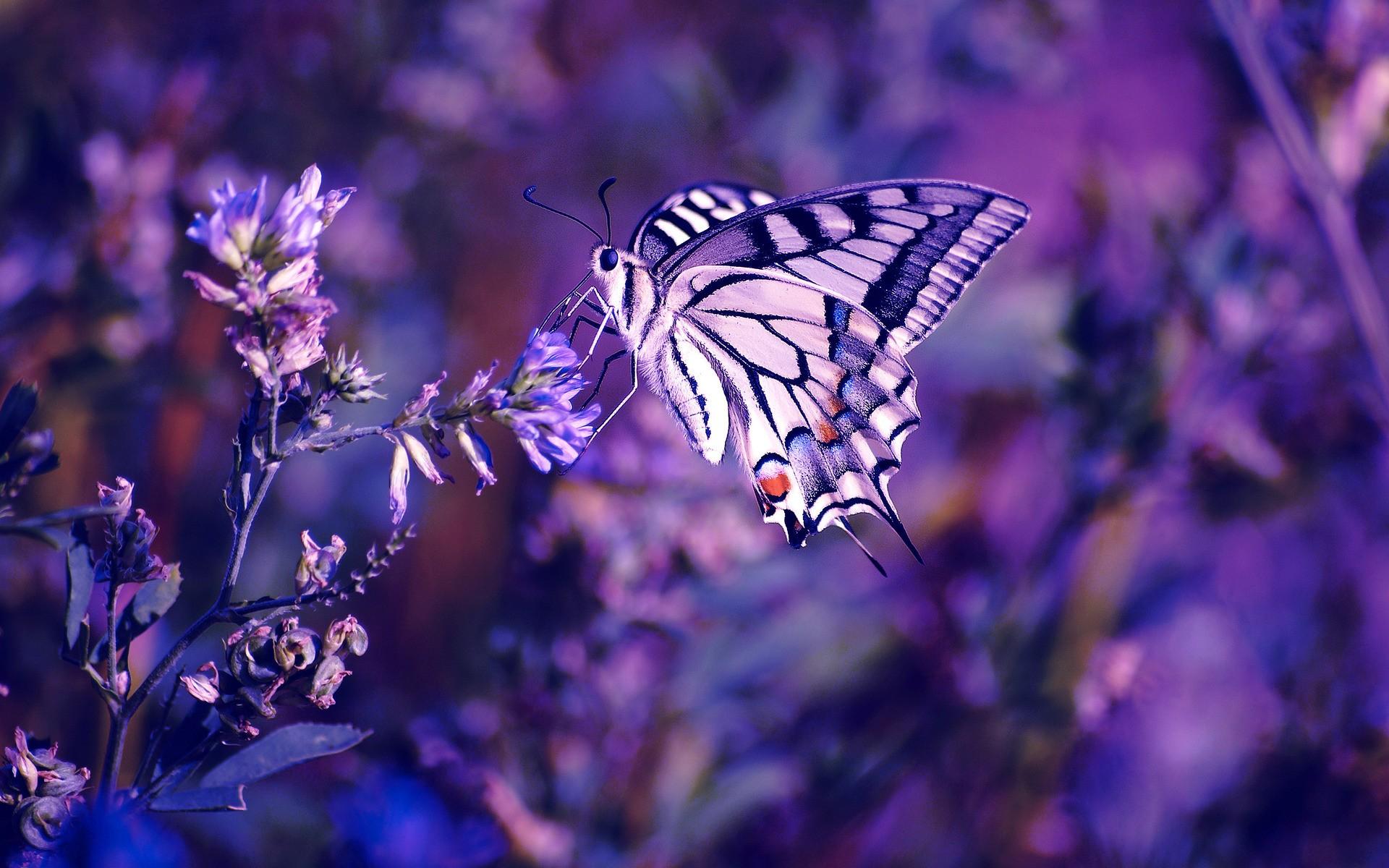 Butterfly And Lavender Wallpaper Android With