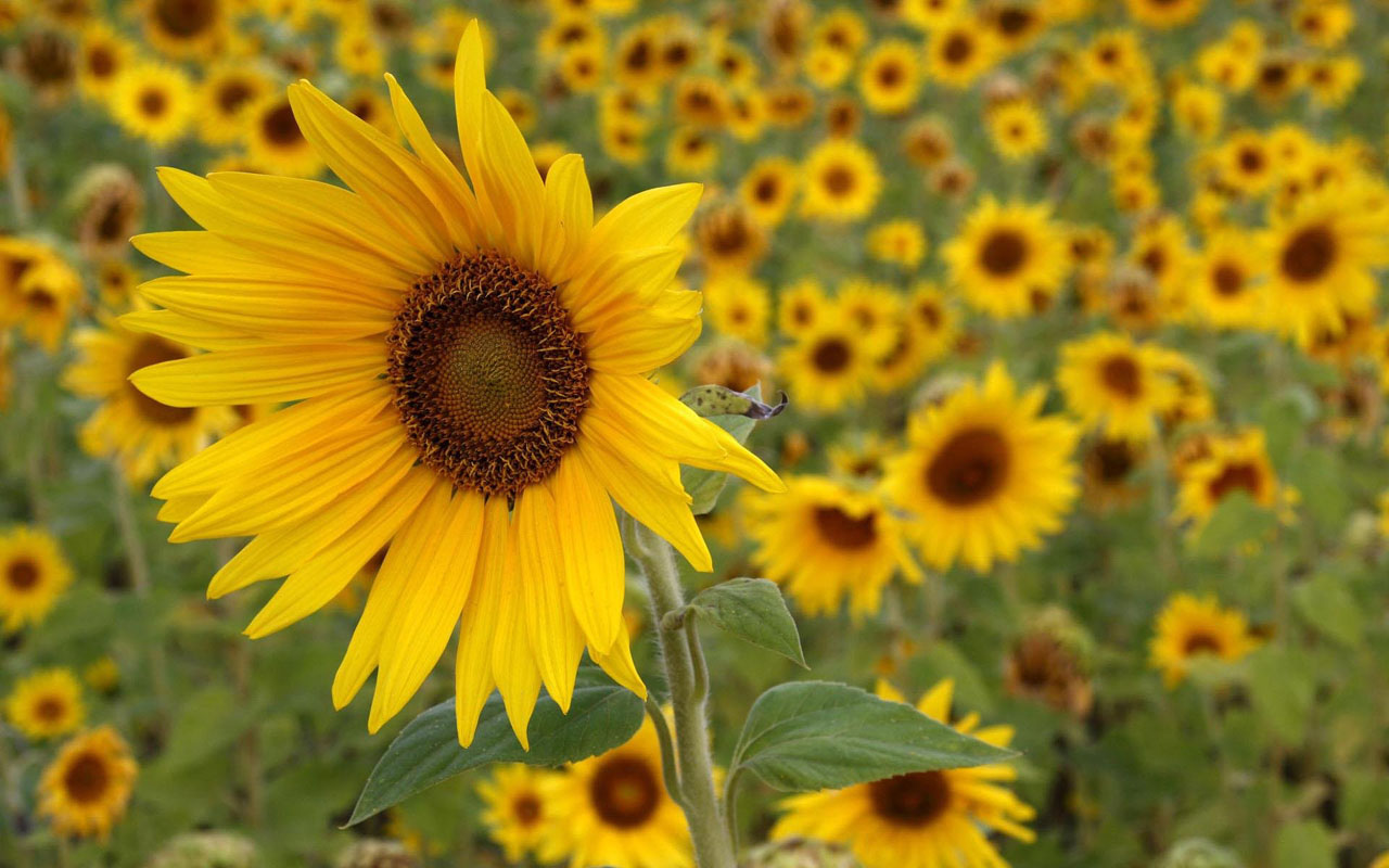 Wallpaper Sunflowers Desktop