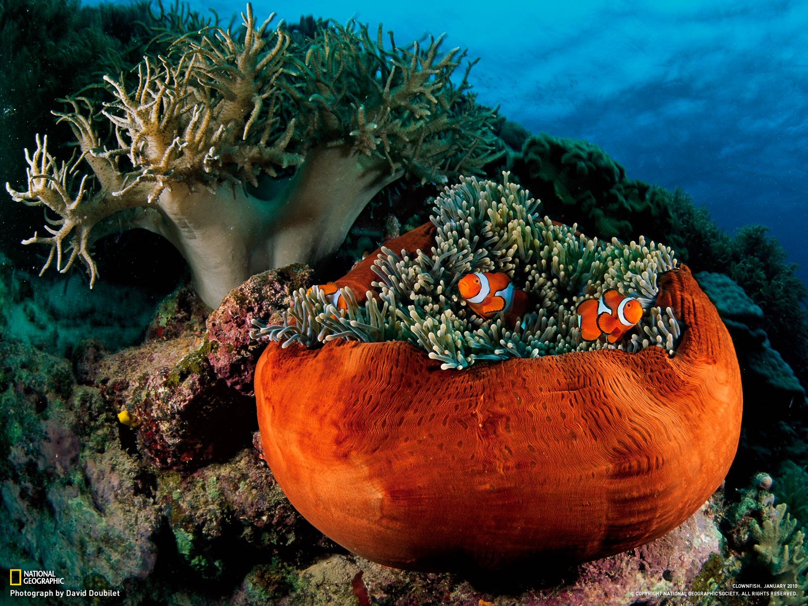 Sea Anemone Clown Fish Relationship David Doubliet National